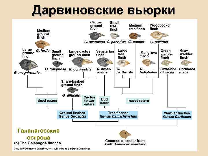 Дарвиновские вьюрки Галапагосские острова 