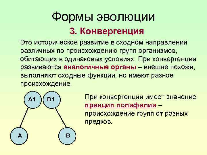 Эволюция формы тела. Конвергенция. Формы эволюции. Конвергентная форма эволюции пример. Примеры конвергенции в биологии.