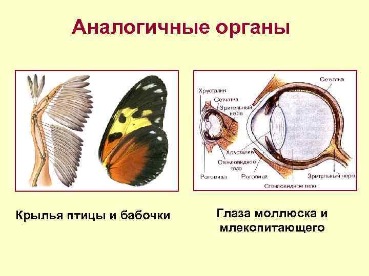 Аналогичные органы Крылья птицы и бабочки Глаза моллюска и млекопитающего 