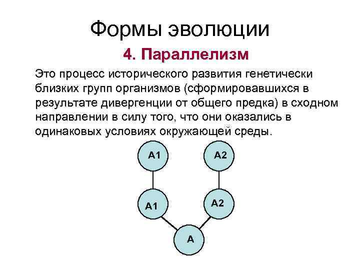 Формы эволюции 4. Параллелизм Это процесс исторического развития генетически близких групп организмов (сформировавшихся в