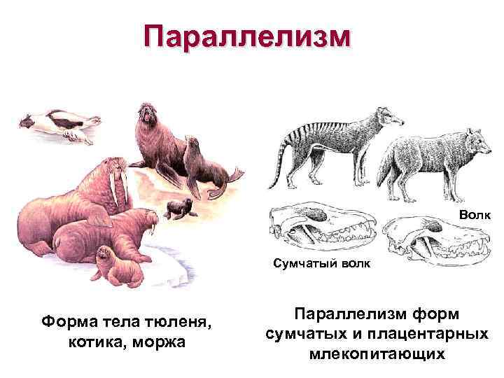 Параллелизм Волк Сумчатый волк Форма тела тюленя, котика, моржа Параллелизм форм сумчатых и плацентарных