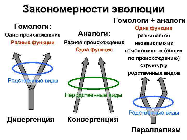 Закономерности эволюции Гомологи: Гомологи + аналоги Одна функция Аналоги: Одно происхождение развивается Разное происхождение