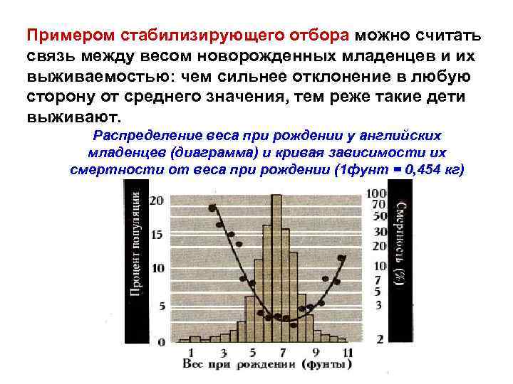 Примером стабилизирующего отбора можно считать связь между весом новорожденных младенцев и их выживаемостью: чем