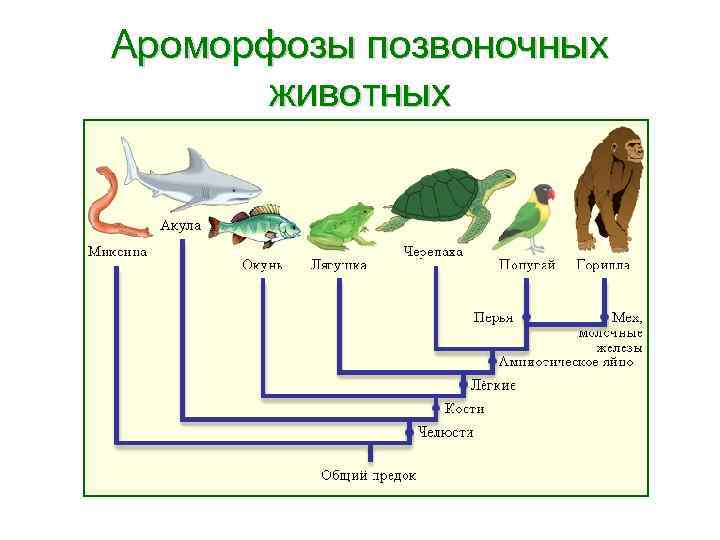 Ароморфозы позвоночных животных 