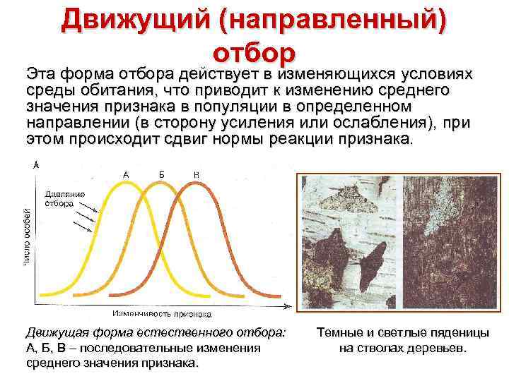 Движущий (направленный) отбор Эта форма отбора действует в изменяющихся условиях среды обитания, что приводит