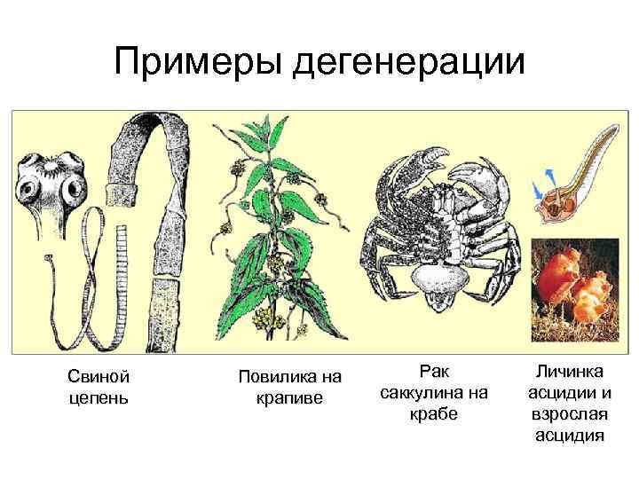 Примеры дегенерации Свиной цепень Повилика на крапиве Рак саккулина на крабе Личинка асцидии и