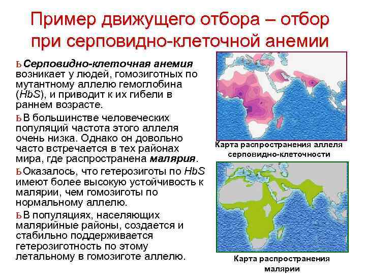 Пример движущего отбора – отбор при серповидно-клеточной анемии ь Серповидно-клеточная анемия возникает у людей,