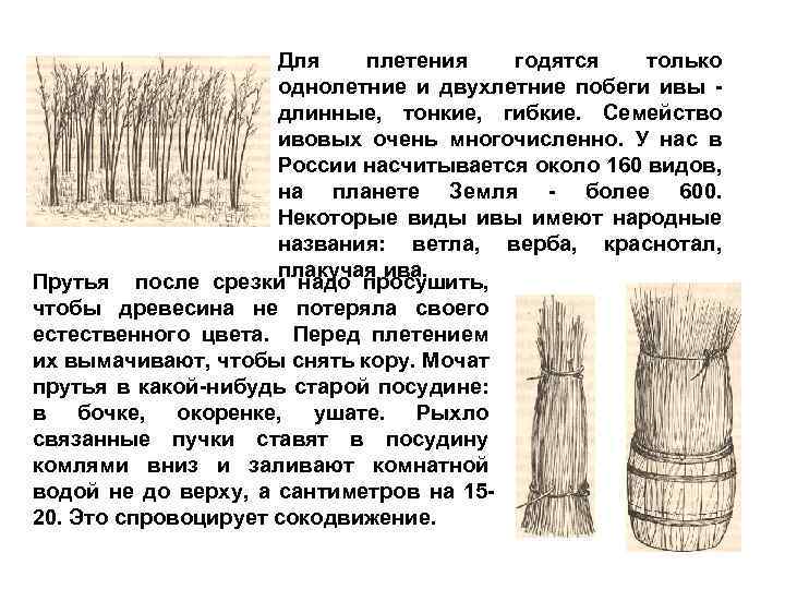 Для плетения годятся только однолетние и двухлетние побеги ивы длинные, тонкие, гибкие. Семейство ивовых