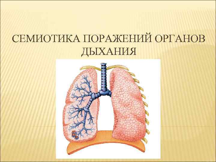 СЕМИОТИКА ПОРАЖЕНИЙ ОРГАНОВ ДЫХАНИЯ 