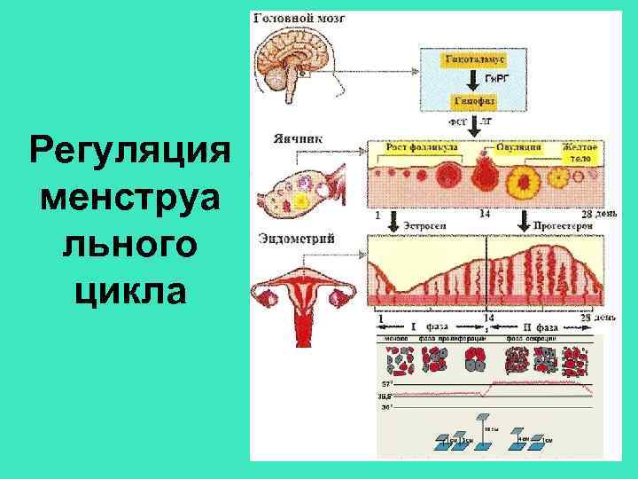 Регуляция менструа льного цикла 