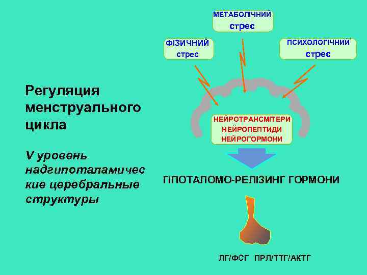 METAБОЛІЧНИЙ стрес ФІЗИЧНИЙ стрес Регуляция менструального цикла V уровень надгипоталамичес кие церебральные структуры ПСИХОЛОГІЧНИЙ