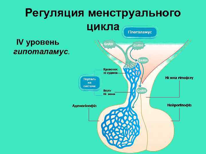 Схема регуляции менструационного цикла