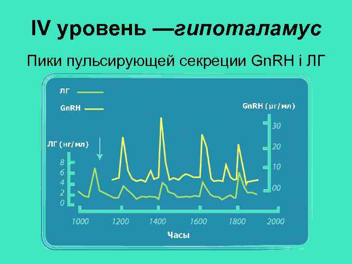 IV уровень —гипоталамус Пики пульсирующей секреции Gn. RH і ЛГ 