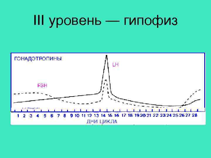 III уровень — гипофиз 