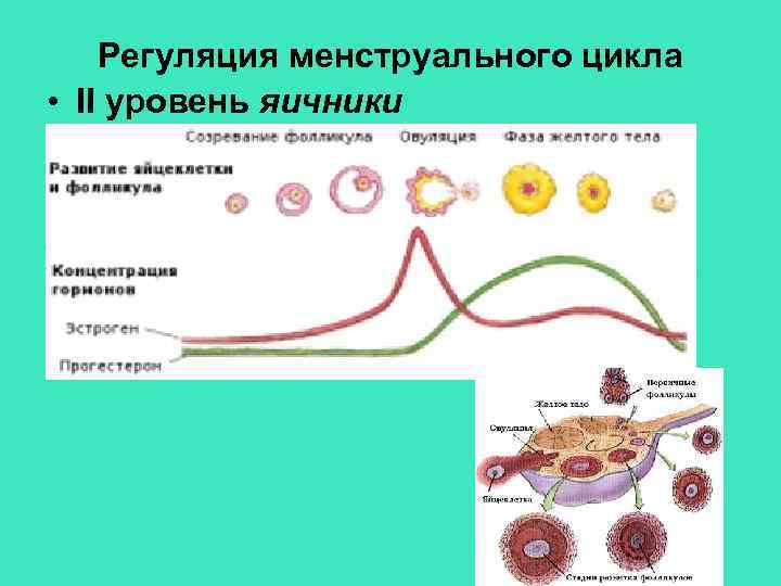 Регуляция менструального цикла • II уровень яичники 