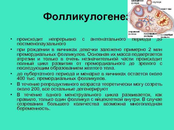 Фолликулогенез • происходит непрерывно с антенатального периода до постменопаузального • при рождении в яичниках