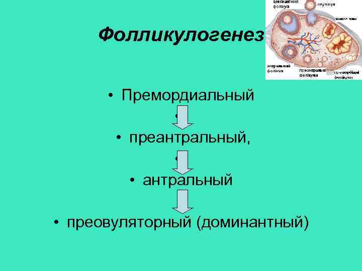 Фолликулогенез • Премордиальный • • преантральный, • • антральный • преовуляторный (доминантный) 
