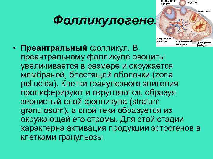 Фолликулогенез • Преантральный фолликул. В преантральному фолликуле овоциты увеличивается в размере и окружается мембраной,
