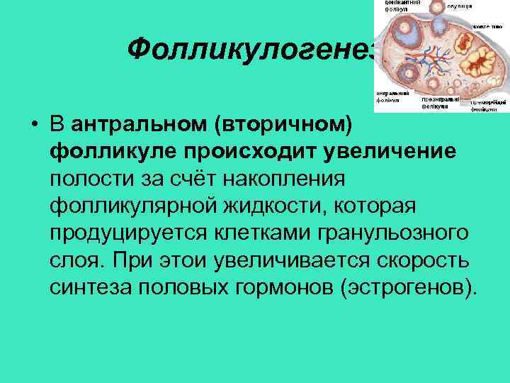 Фолликулогенез • В антральном (вторичном) фолликуле происходит увеличение полости за счёт накопления фолликулярной жидкости,