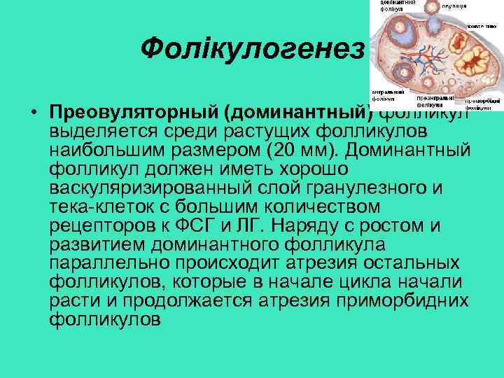 Фолікулогенез • Преовуляторный (доминантный) фолликул выделяется среди растущих фолликулов наибольшим размером (20 мм). Доминантный