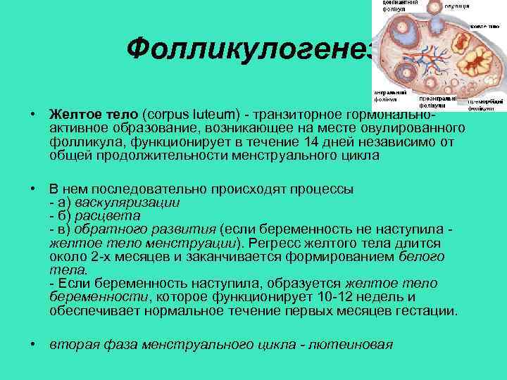 Фолликулогенез • Желтое тело (corpus luteum) - транзиторное гормональноактивное образование, возникающее на месте овулированного