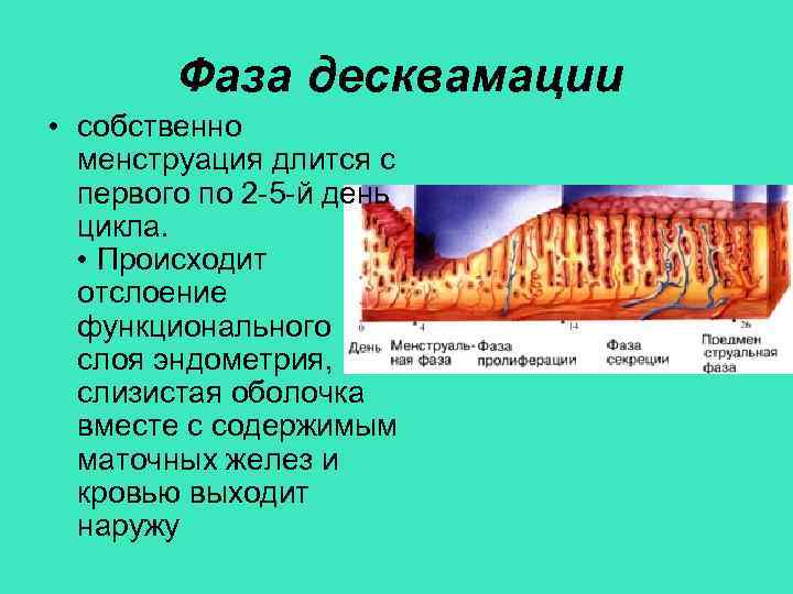 Фаза десквамации • собственно менструация длится с первого по 2 -5 -й день цикла.