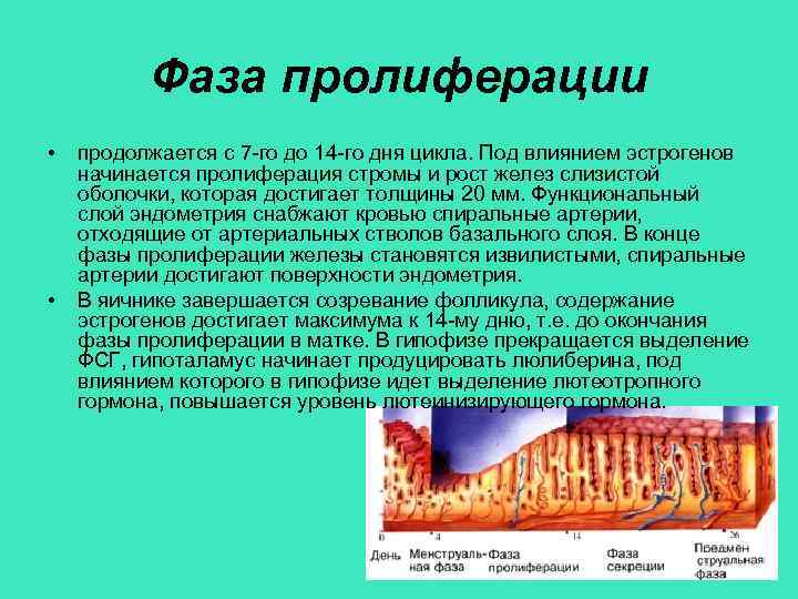 Фаза пролиферации • • продолжается с 7 -го до 14 -го дня цикла. Под