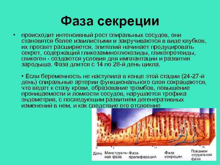 Фаза секреции • происходит интенсивный рост спиральных сосудов, они становятся более извилистыми и закручиваются
