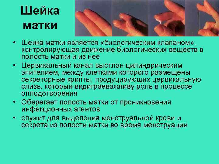 Шейка матки • Шейка матки является «биологическим клапаном» , контролирующая движение биологических веществ в