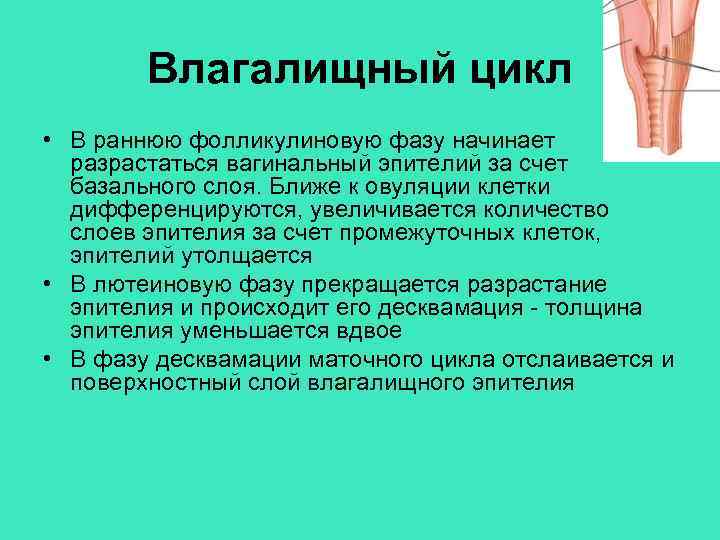 Влагалищный цикл • В раннюю фолликулиновую фазу начинает разрастаться вагинальный эпителий за счет базального