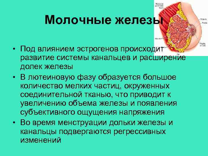 Молочные железы • Под влиянием эстрогенов происходит развитие системы канальцев и расширение долек железы