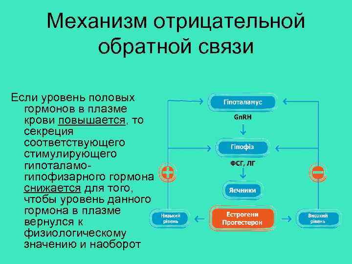 Механизм уровня. Принцип отрицательной обратной связи в эндокринологии. Отрицательная Обратная связь в регуляции секреции гормона. Механизм отрицательной обратной связи в эндокринной системе.. Принцип отрицательной обратной связи в регуляции.