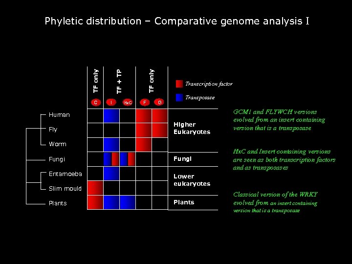 C I TF only TF + TP Phyletic distribution – Comparative genome analysis I