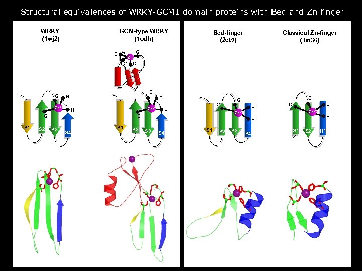 Structural equivalences of WRKY-GCM 1 domain proteins with Bed and Zn finger WRKY (1