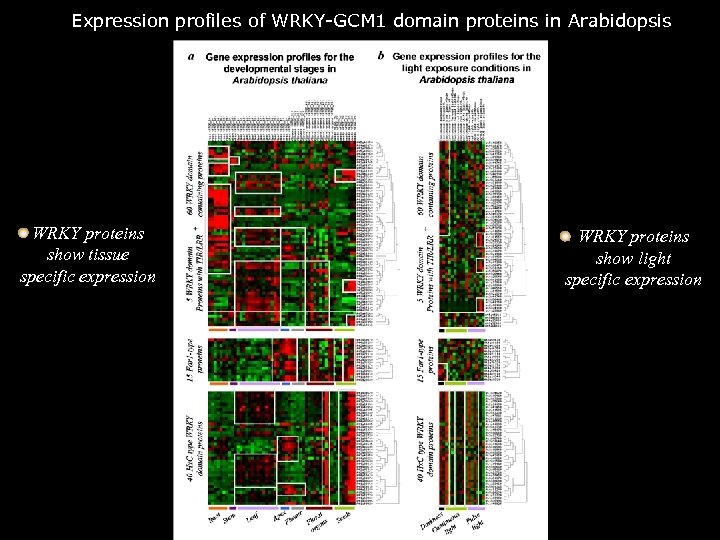 Expression profiles of WRKY-GCM 1 domain proteins in Arabidopsis WRKY proteins show tissue specific