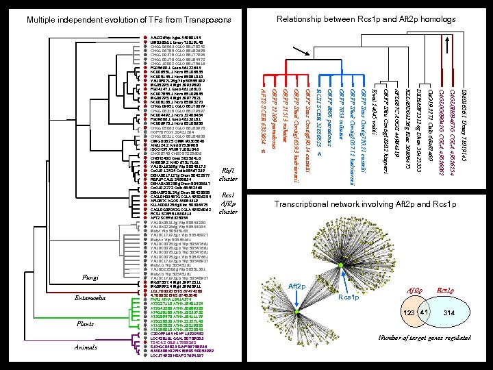 Relationship between Rcs 1 p and Aft 2 p homologs Multiple independent evolution of