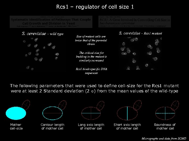 Rcs 1 – regulator of cell size 1 S. cerevisiae - wild type Size