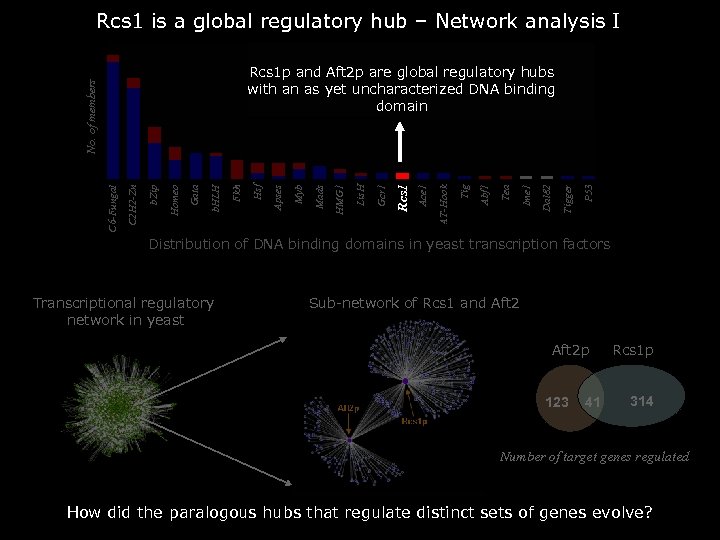 Rcs 1 is a global regulatory hub – Network analysis I P 53 Tigger