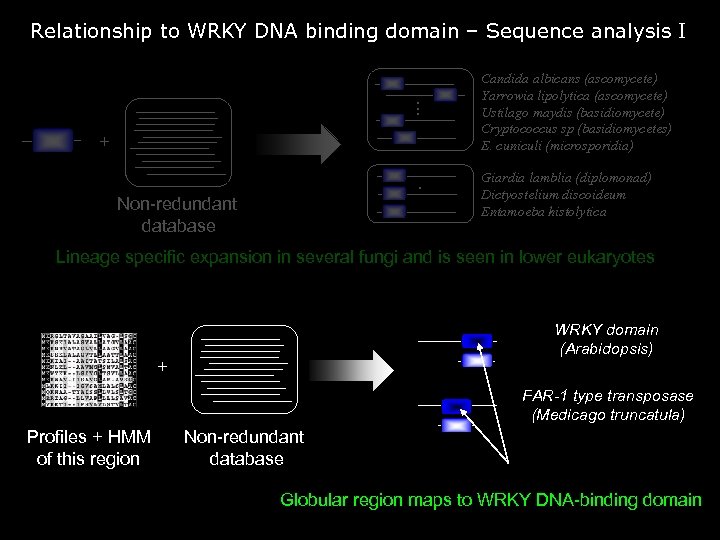 Relationship to WRKY DNA binding domain – Sequence analysis I . . . +