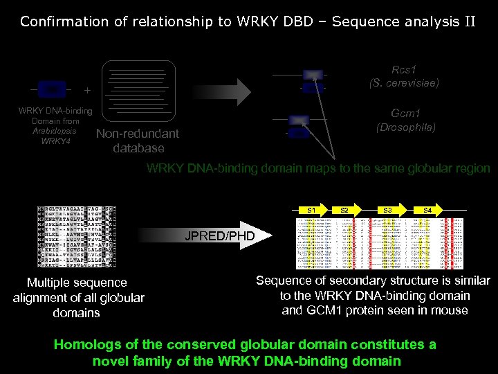 Confirmation of relationship to WRKY DBD – Sequence analysis II Rcs 1 (S. cerevisiae)