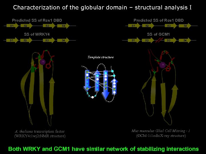 Characterization of the globular domain – structural analysis I Predicted SS of Rcs 1