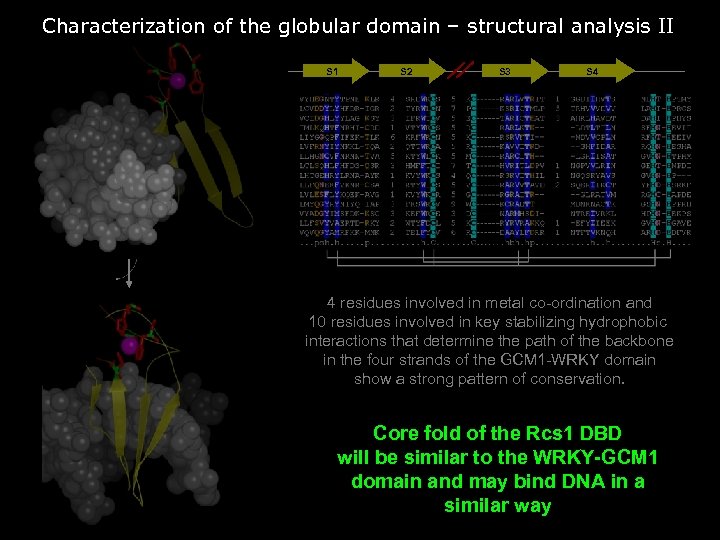 Characterization of the globular domain – structural analysis II S 1 S 2 S