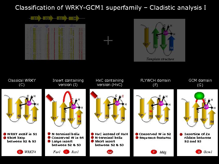 Classification of WRKY-GCM 1 superfamily – Cladistic analysis I S 1 S 2 S