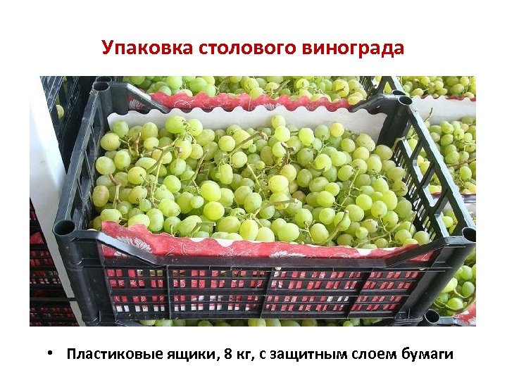 Упаковка столового винограда • Пластиковые ящики, 8 кг, с защитным слоем бумаги 