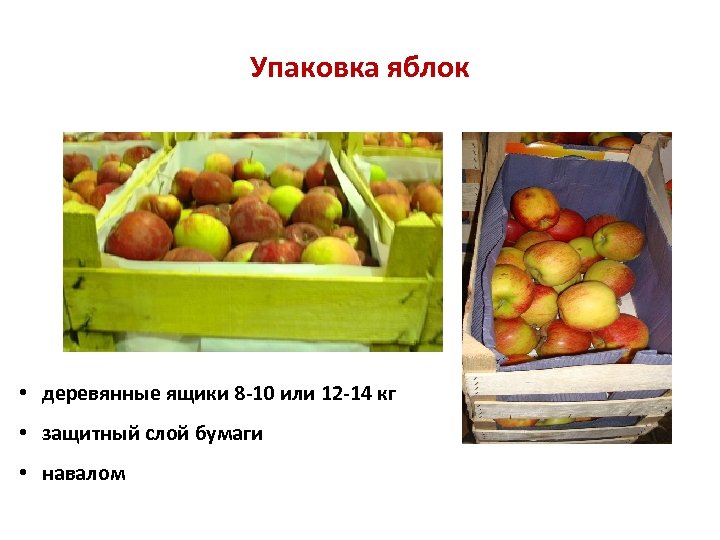 Упаковка яблок • деревянные ящики 8 -10 или 12 -14 кг • защитный слой
