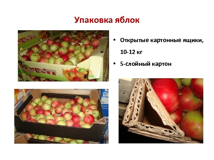 Упаковка яблок • Открытые картонные ящики, 10 -12 кг • 5 -слойный картон 