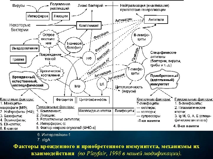 Схема приема трансфер фактора при онкологии