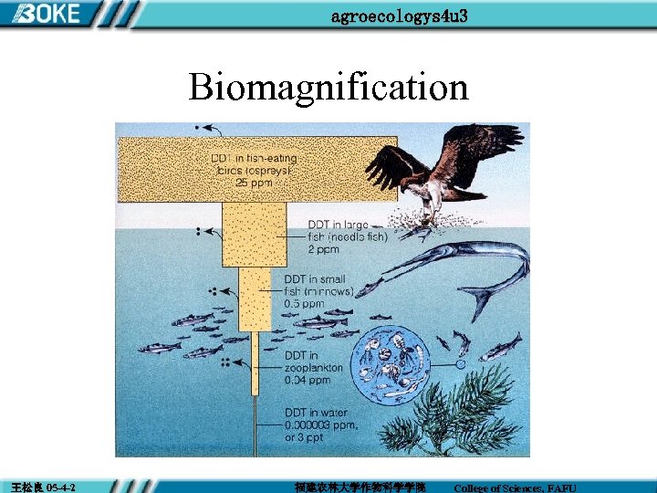 agroecologys 4 u 3 Biomagnification 王松良 05 -4 -2 福建农林大学作物科学学院 College of Sciences, FAFU