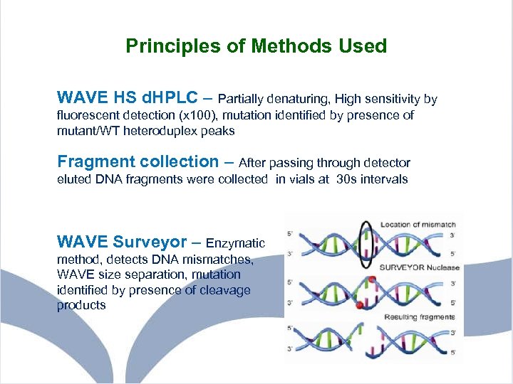 Principles of Methods Used WAVE HS d. HPLC – Partially denaturing, High sensitivity by