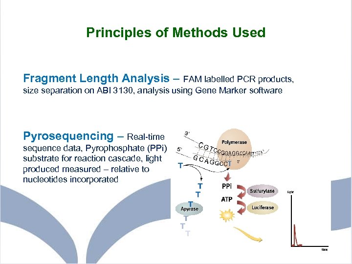 Principles of Methods Used Fragment Length Analysis – FAM labelled PCR products, size separation